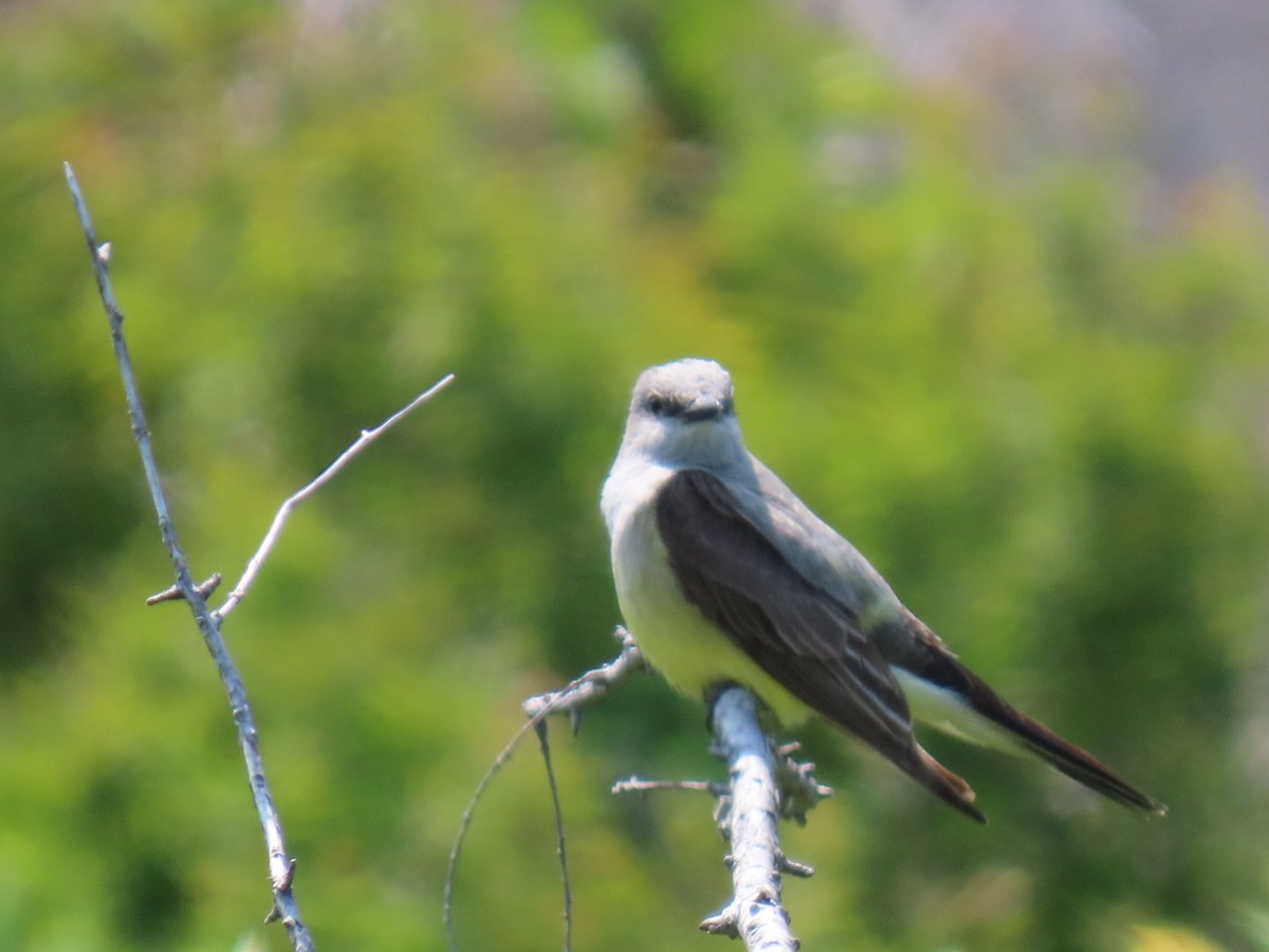 Western Kingbird - ML638940100