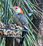 Red-bellied Woodpecker - ML638940102
