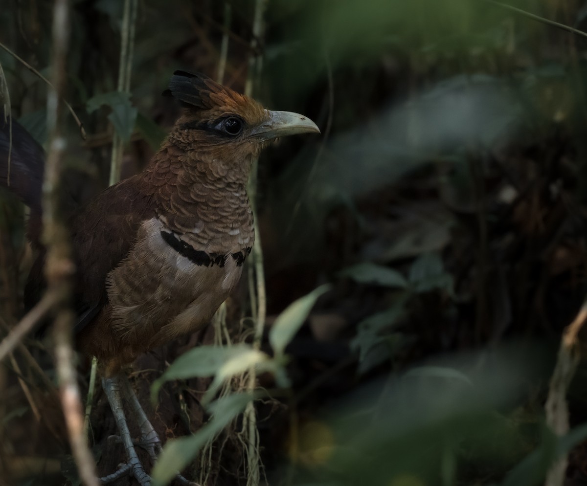 Rufous-vented Ground-Cuckoo - ML638940114