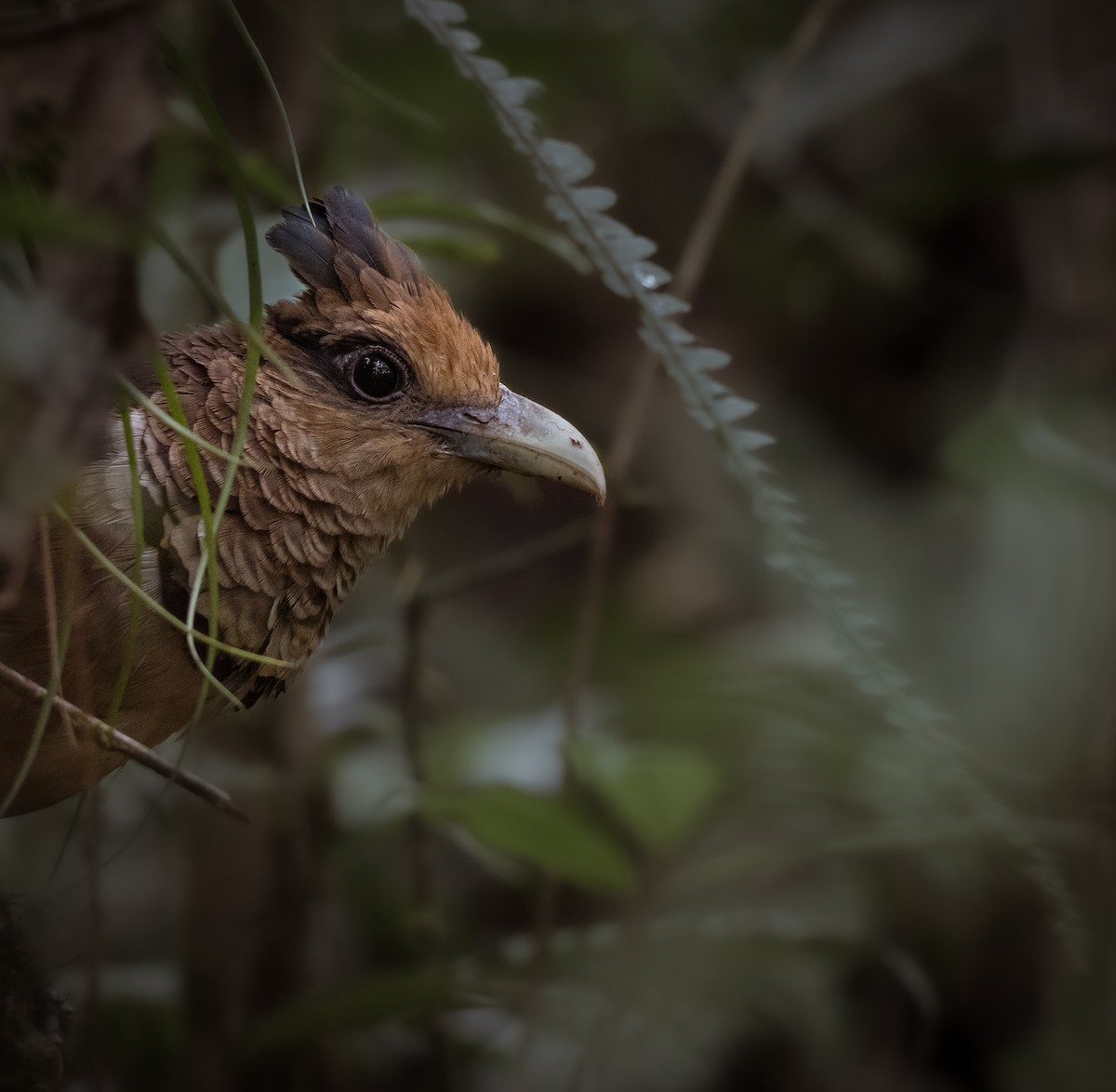 Rufous-vented Ground-Cuckoo - ML638940119