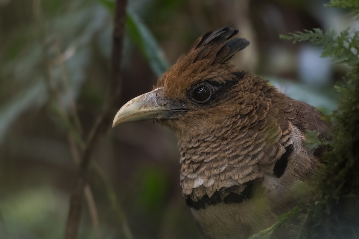 Rufous-vented Ground-Cuckoo - ML638940124