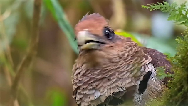 Rufous-vented Ground-Cuckoo - ML638940126