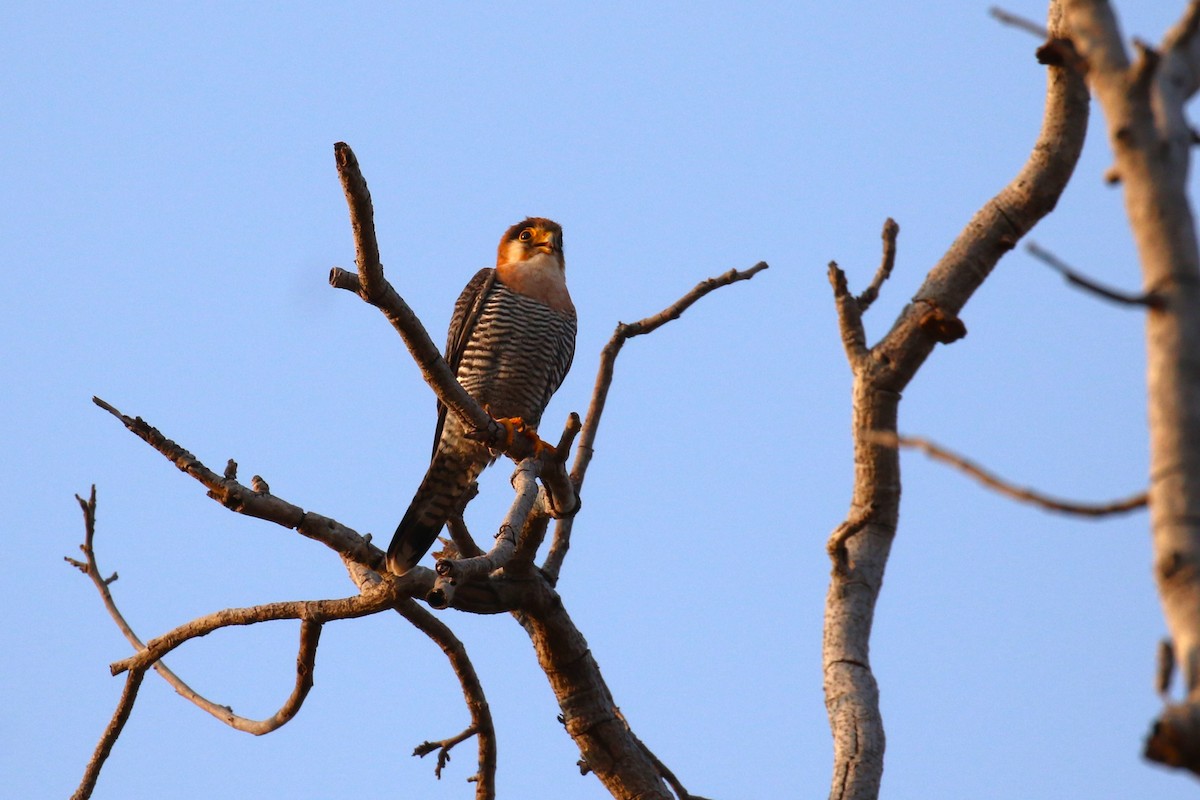Red-necked Falcon - ML638940134