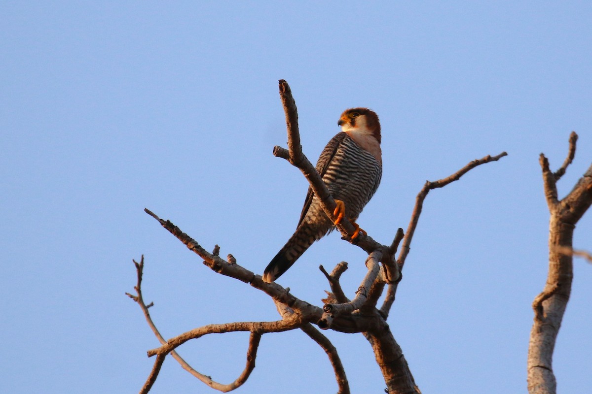 Red-necked Falcon - ML638940135