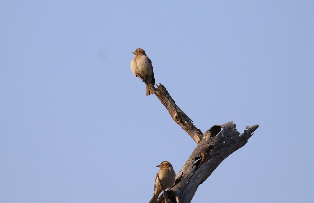 Yellow-throated Bush Sparrow - ML638940155
