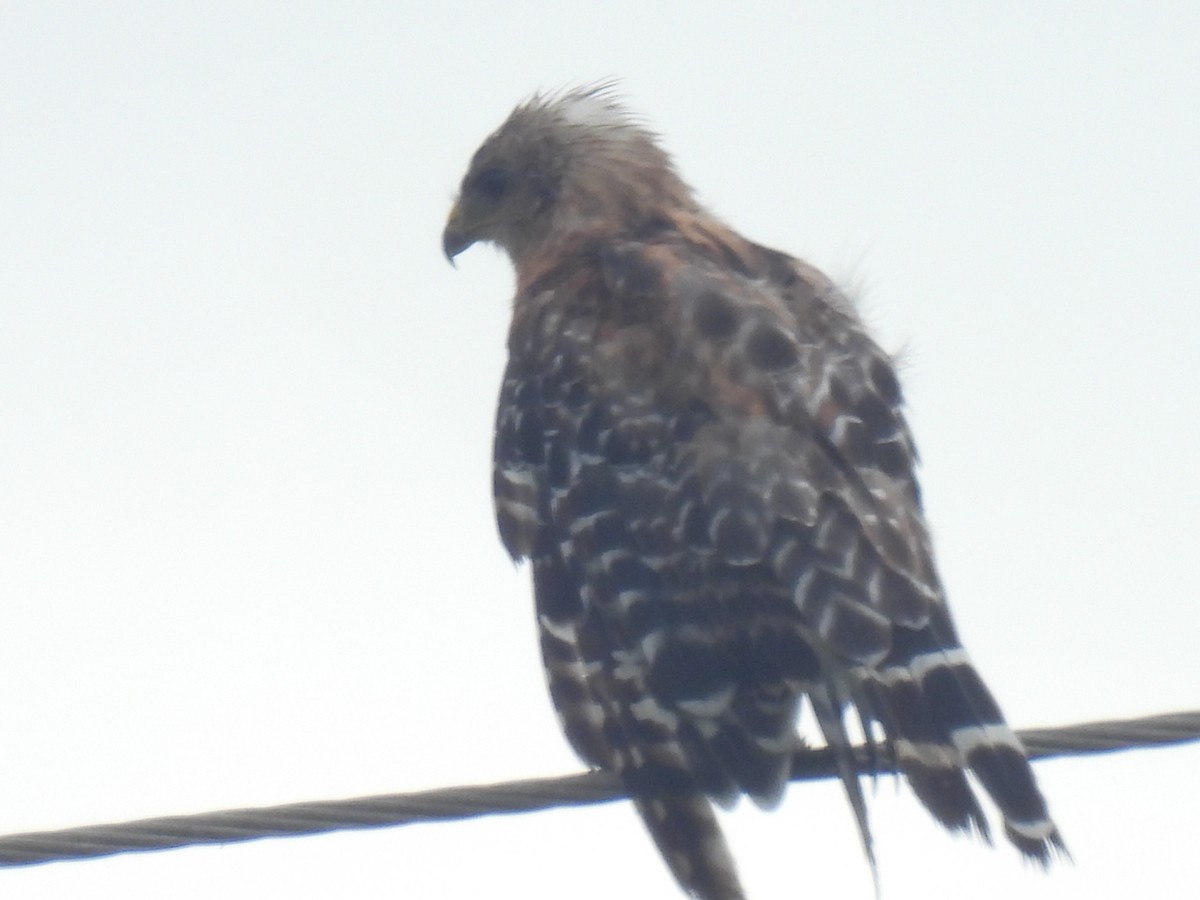 Red-shouldered Hawk - ML638940188