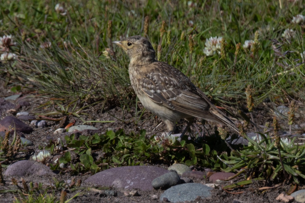 Horned Lark - ML638940191