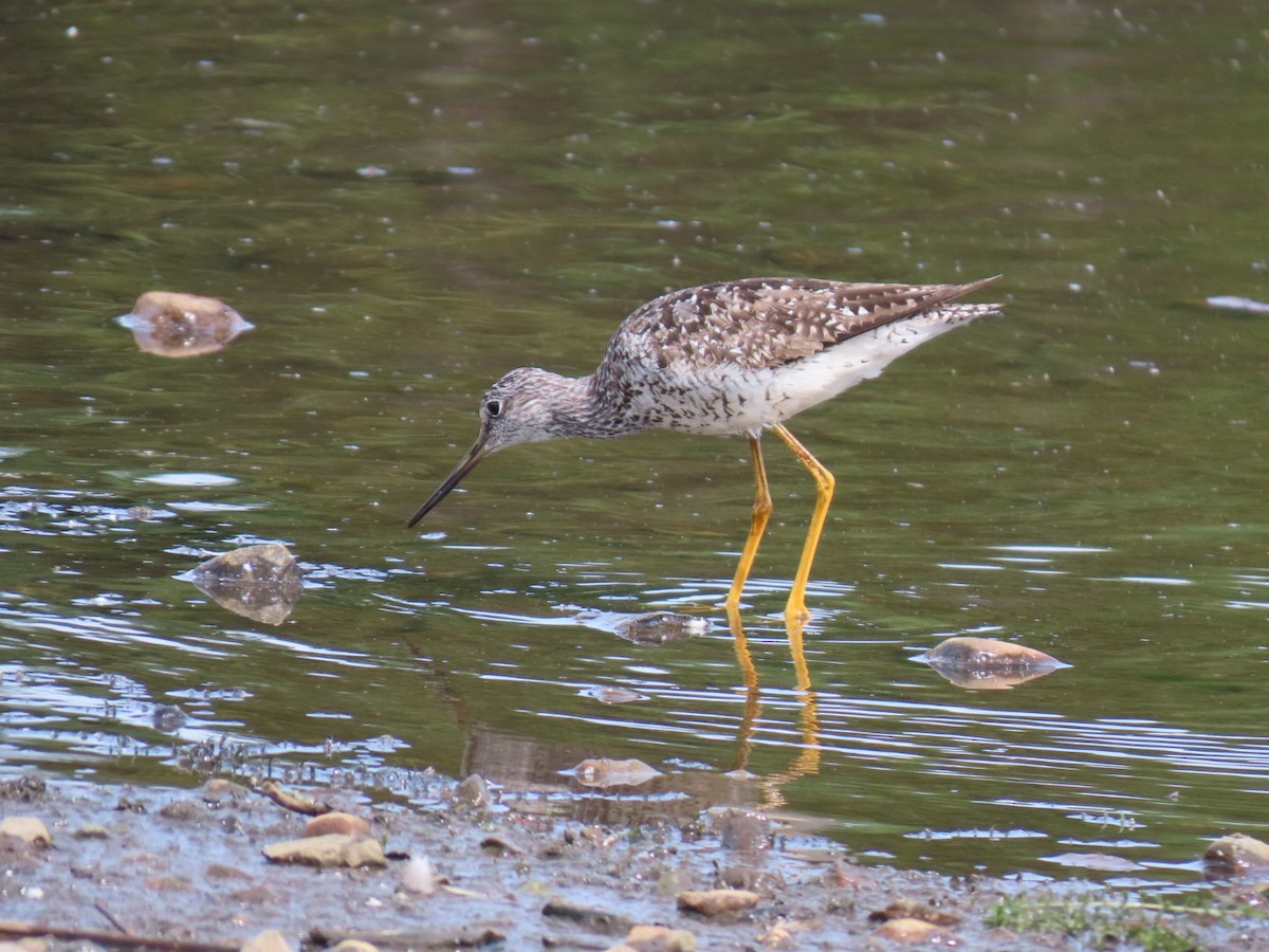 Lesser Yellowlegs - ML638940207
