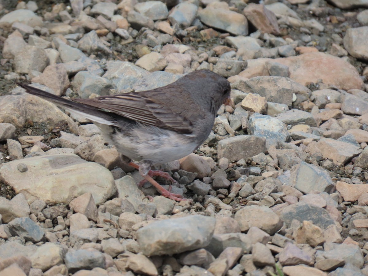 Dark-eyed Junco - ML638940236