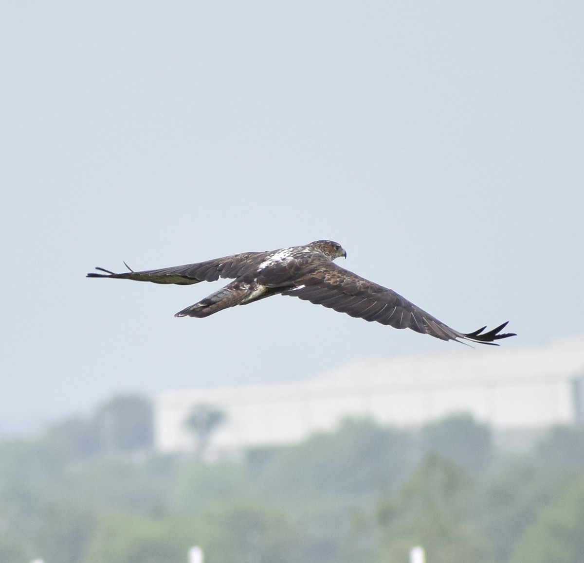 Bonelli's Eagle - ML638940246