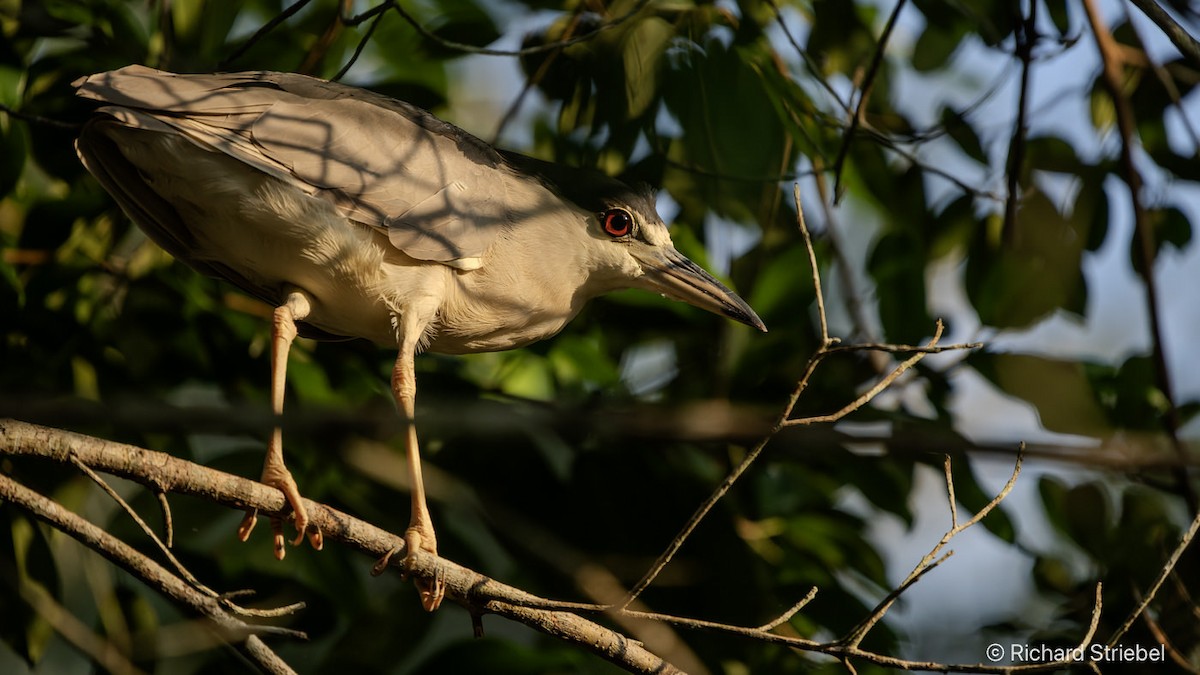 Black-crowned Night Heron - ML638940266