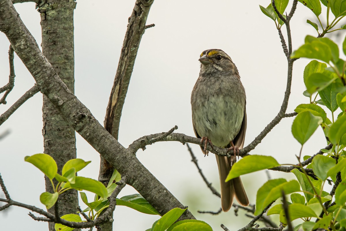 White-throated Sparrow - ML638940343