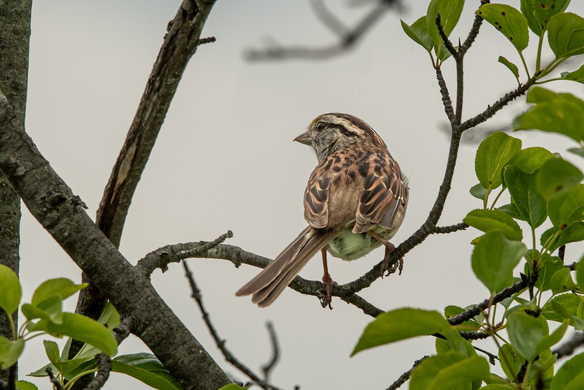 White-throated Sparrow - ML638940344
