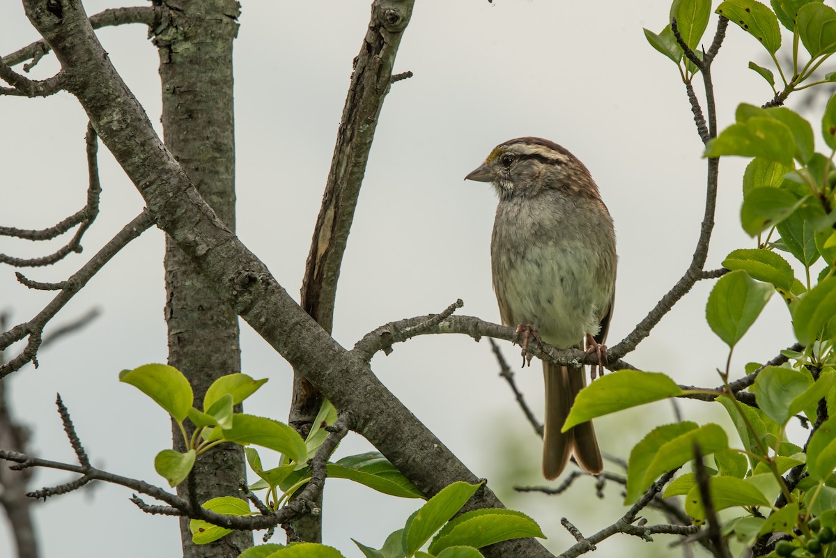 White-throated Sparrow - ML638940346