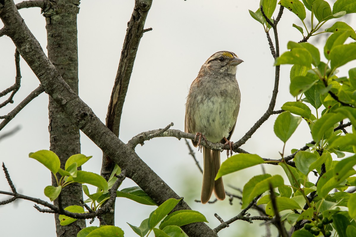 White-throated Sparrow - ML638940347