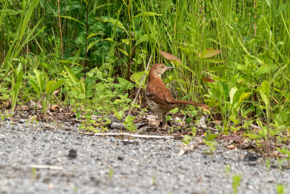 Brown Thrasher - ML638940349