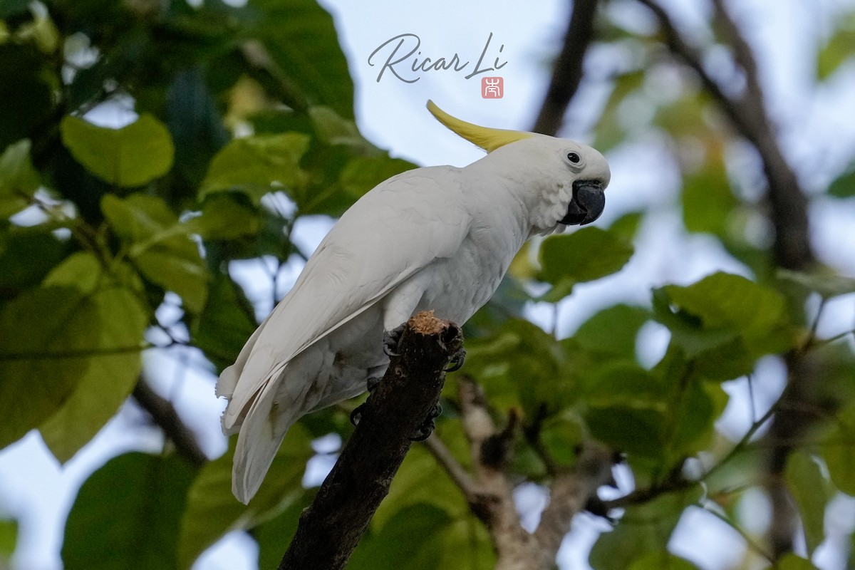 Sulphur-crested Cockatoo - ML638940426