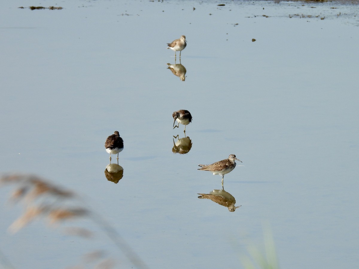 Solitary Sandpiper - ML638940449