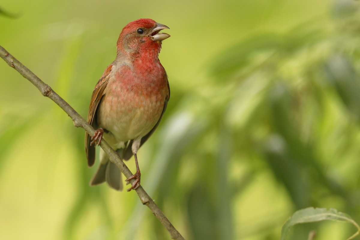 Common Rosefinch - ML638940456