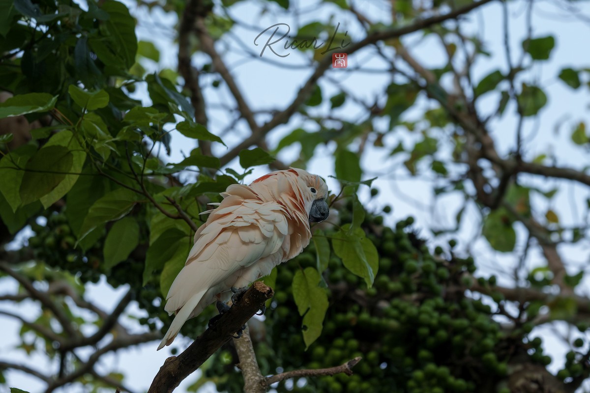 Salmon-crested Cockatoo - ML638940478