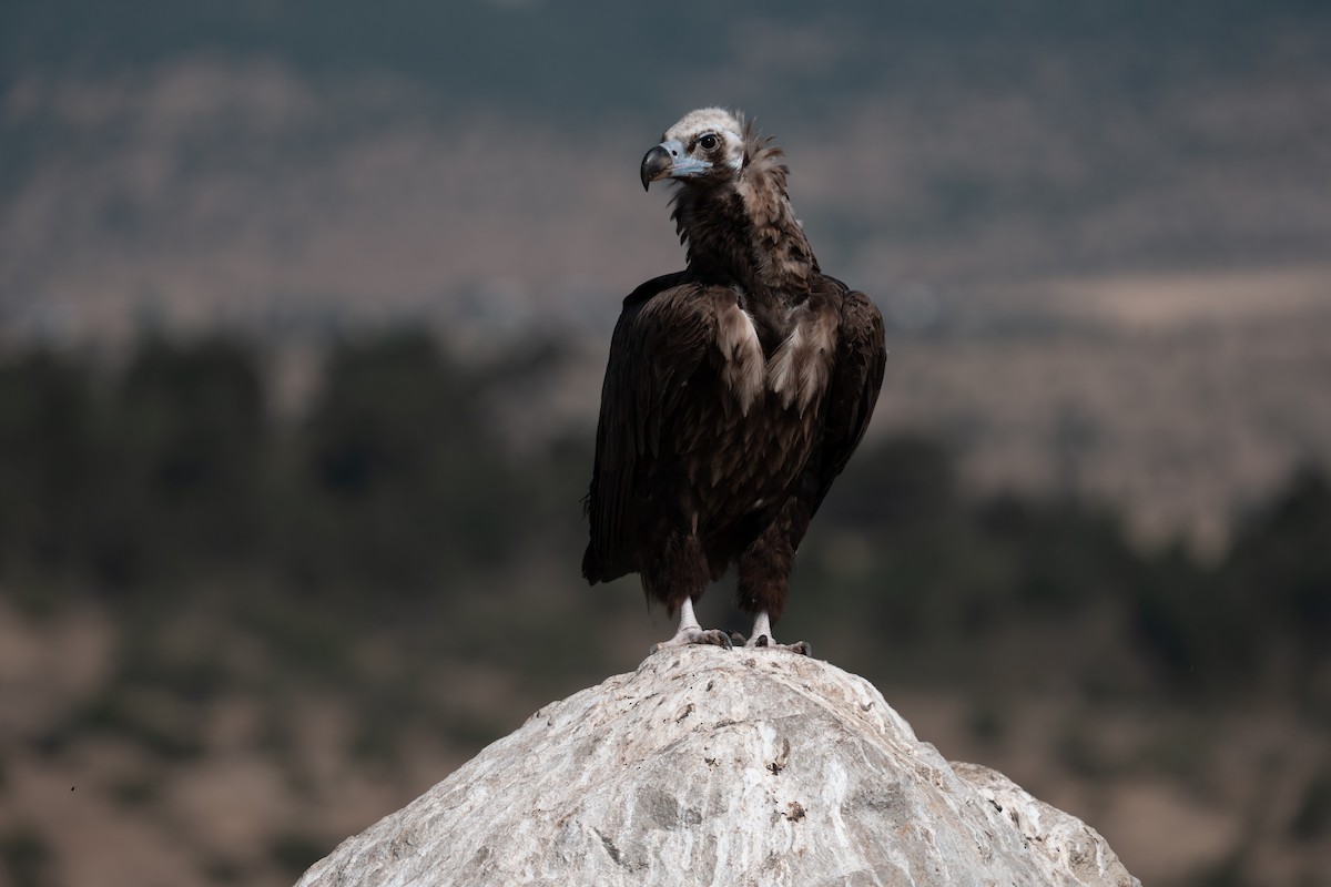 Cinereous Vulture - ML638940480