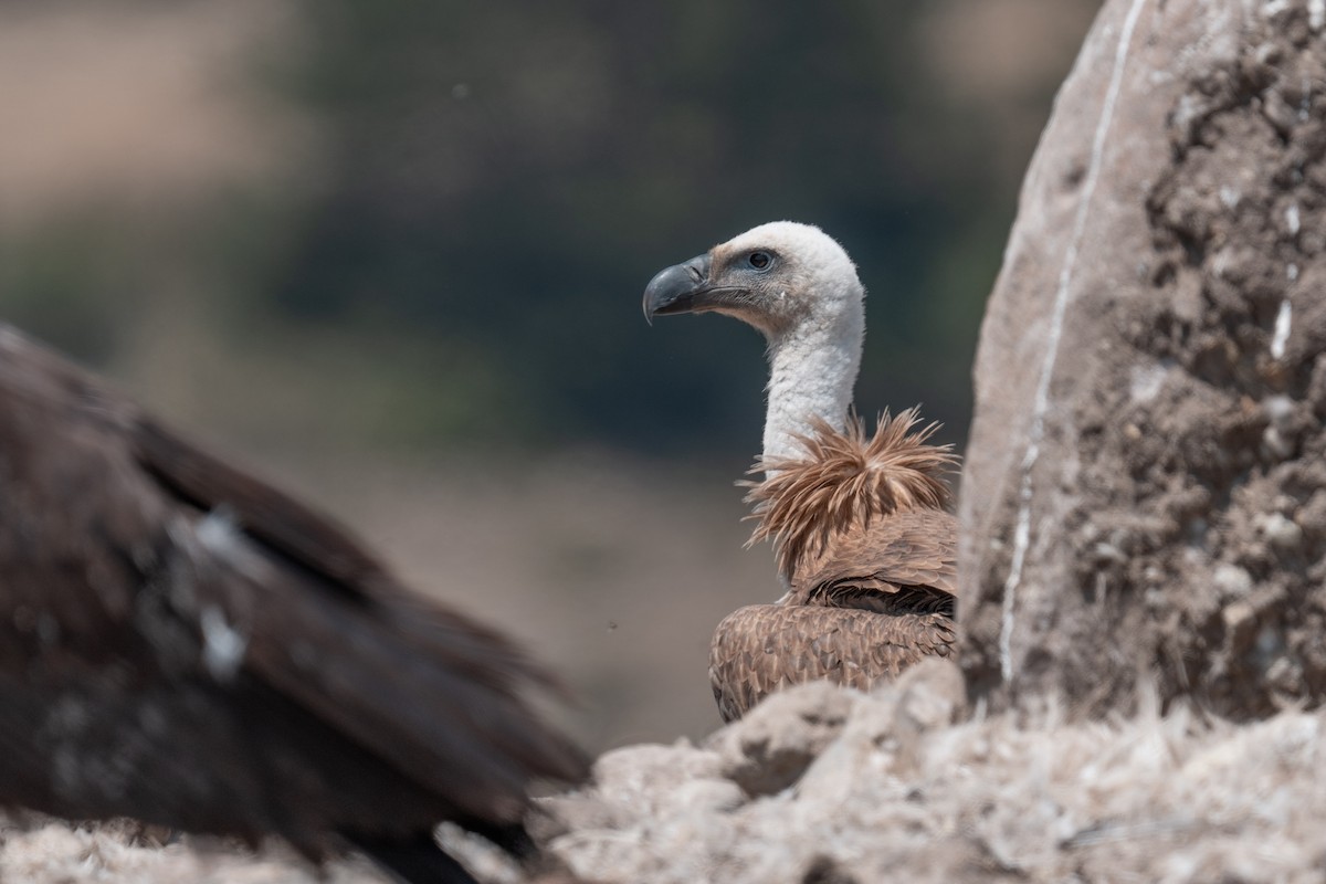 Eurasian Griffon - ML638940481