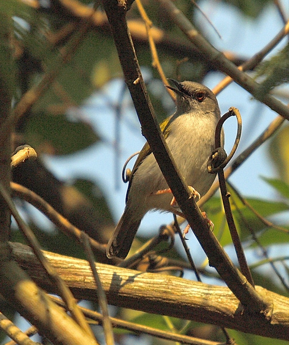Green-backed Camaroptera (Gray-backed) - ML638940482