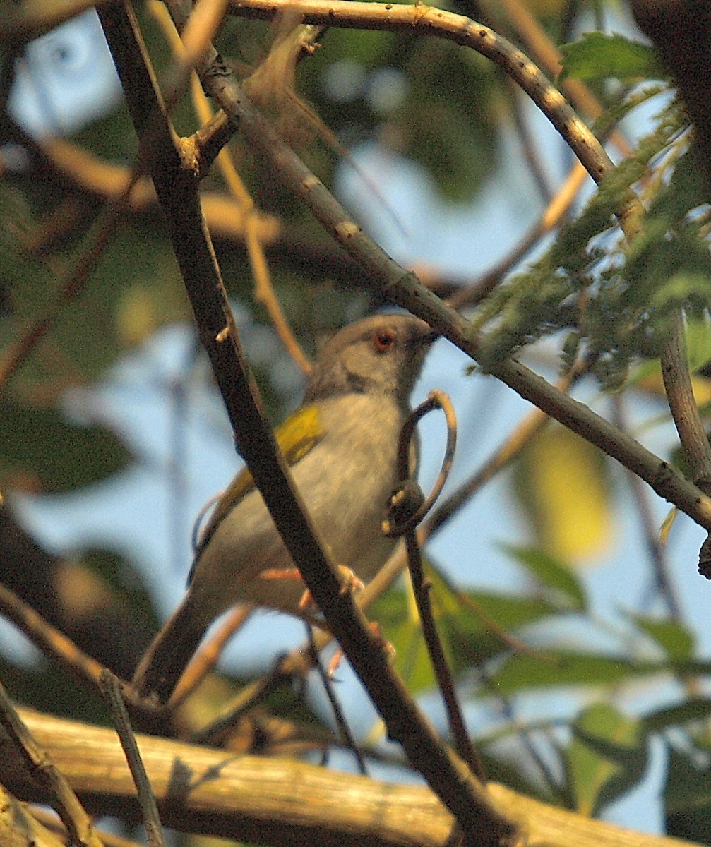 Green-backed Camaroptera (Gray-backed) - ML638940483
