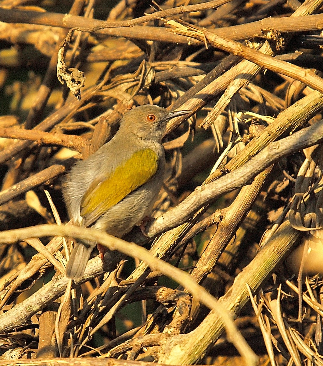 Green-backed Camaroptera (Gray-backed) - ML638940484