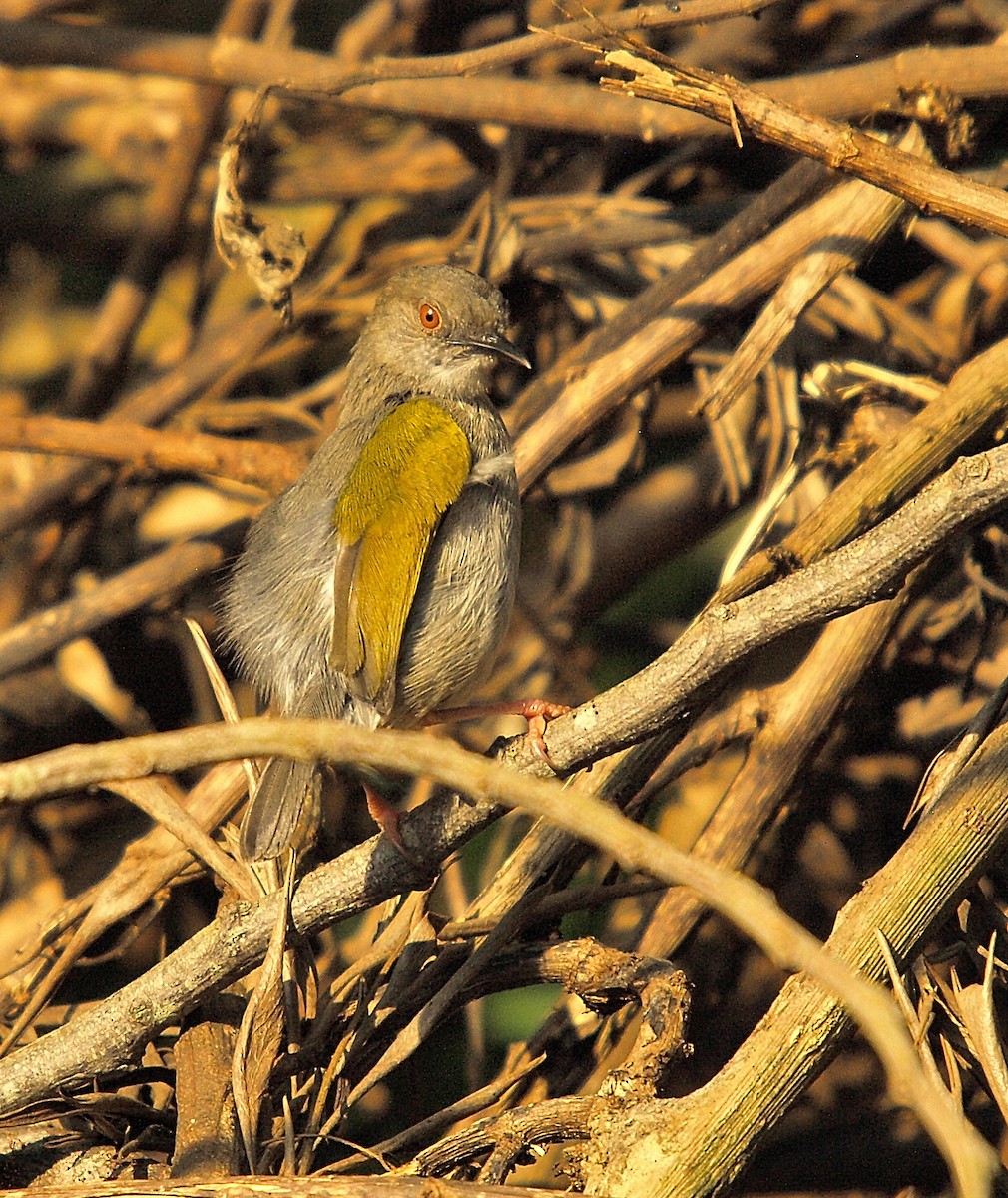 Green-backed Camaroptera (Gray-backed) - ML638940485