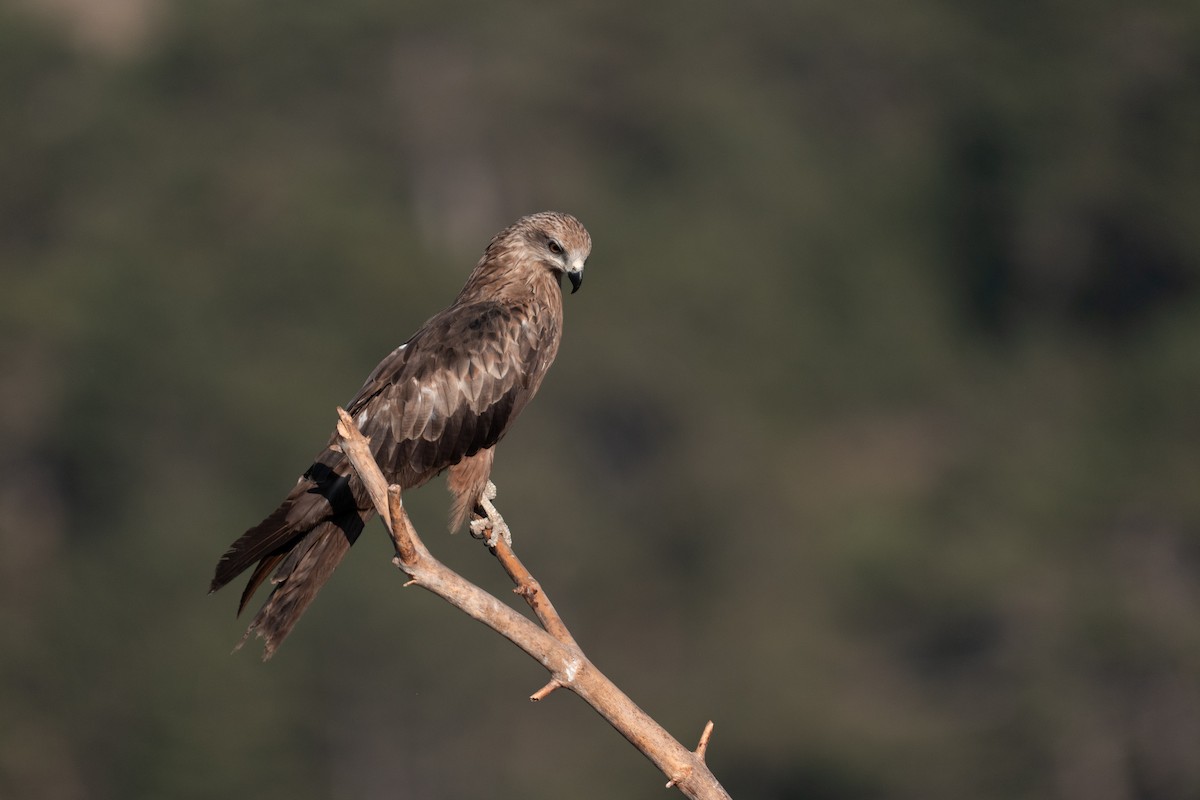 Black Kite - ML638940487