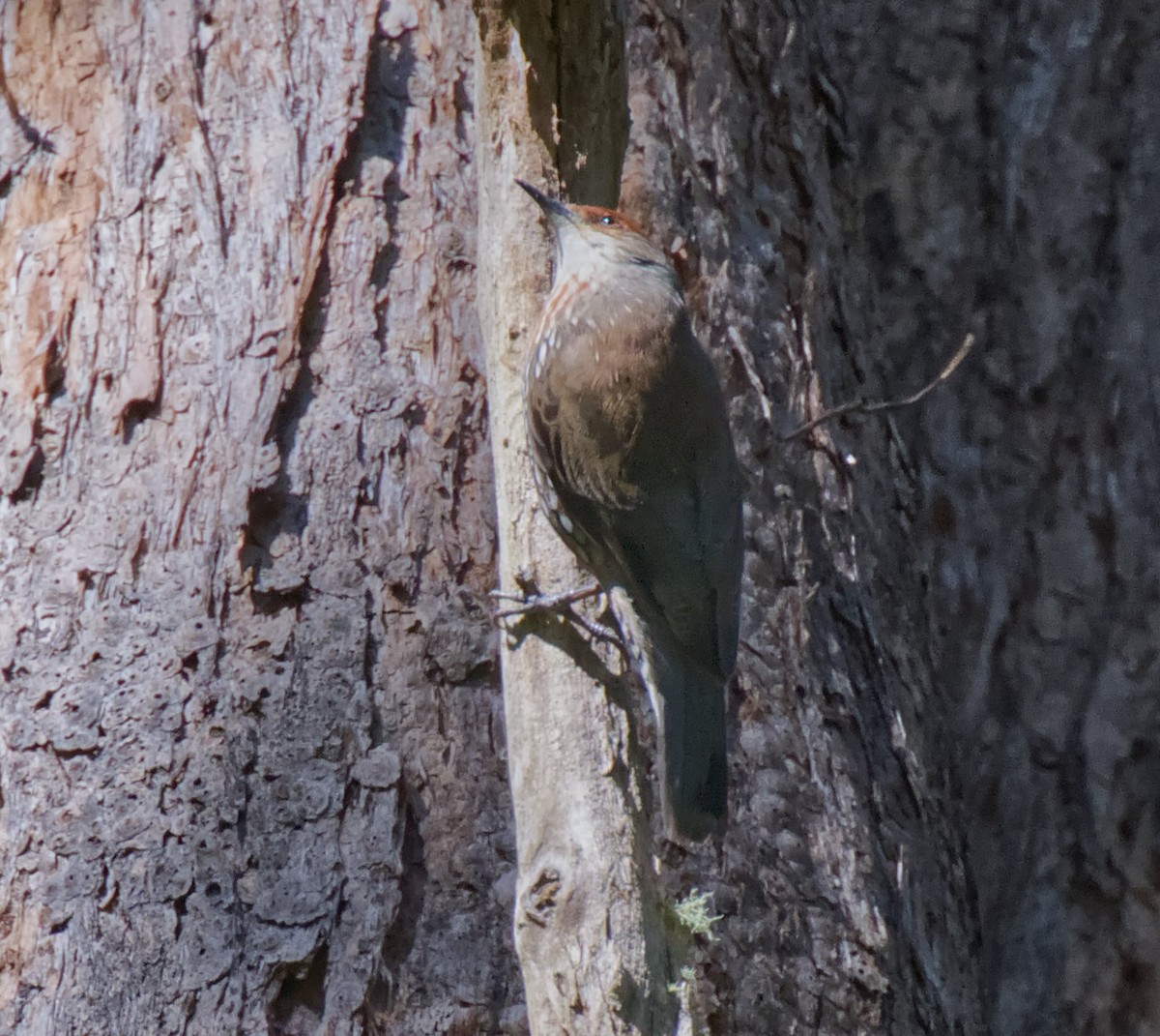 Red-browed Treecreeper - ML638940489