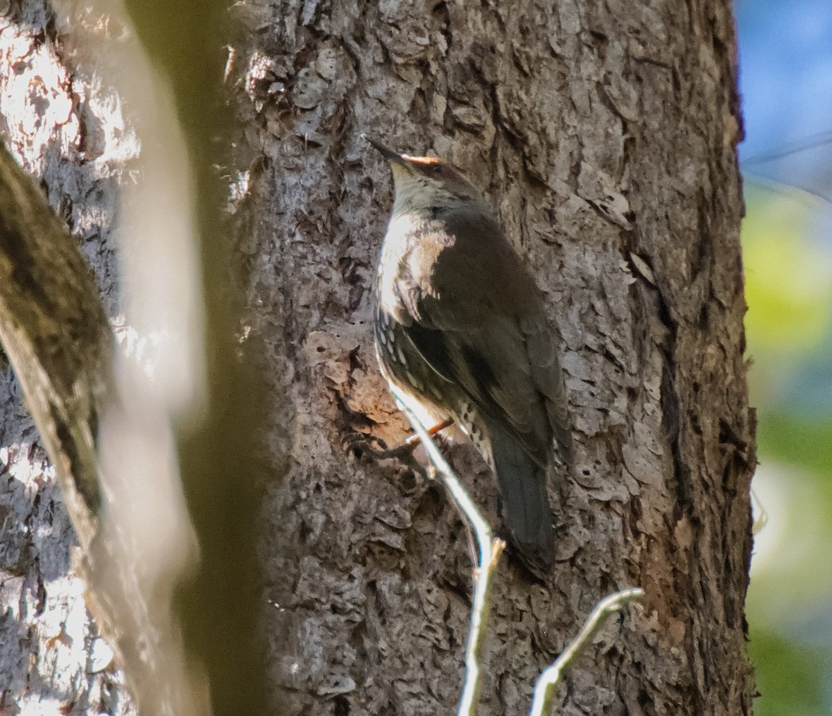 Red-browed Treecreeper - ML638940490