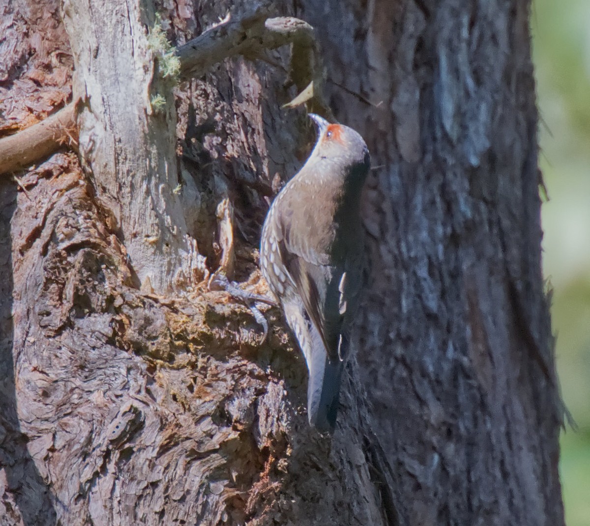 Red-browed Treecreeper - ML638940491