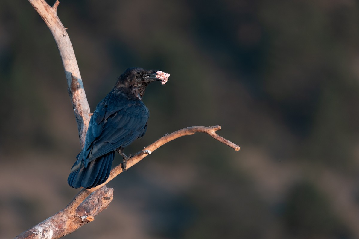 Common Raven - ML638940492