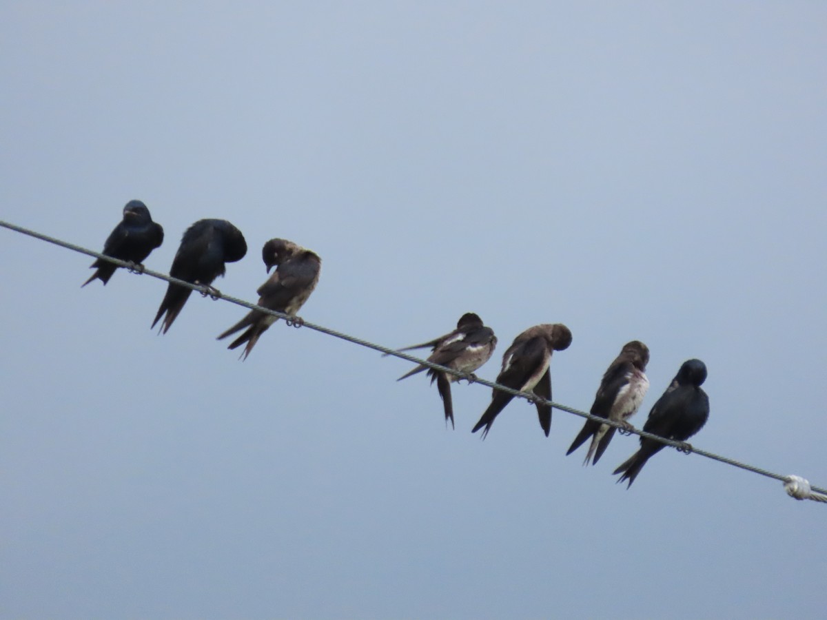 Purple Martin - ML638940526
