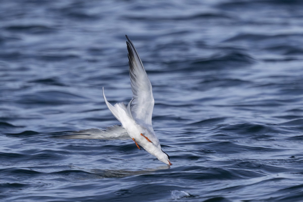 makrellterne (hirundo/tibetana) - ML638940527