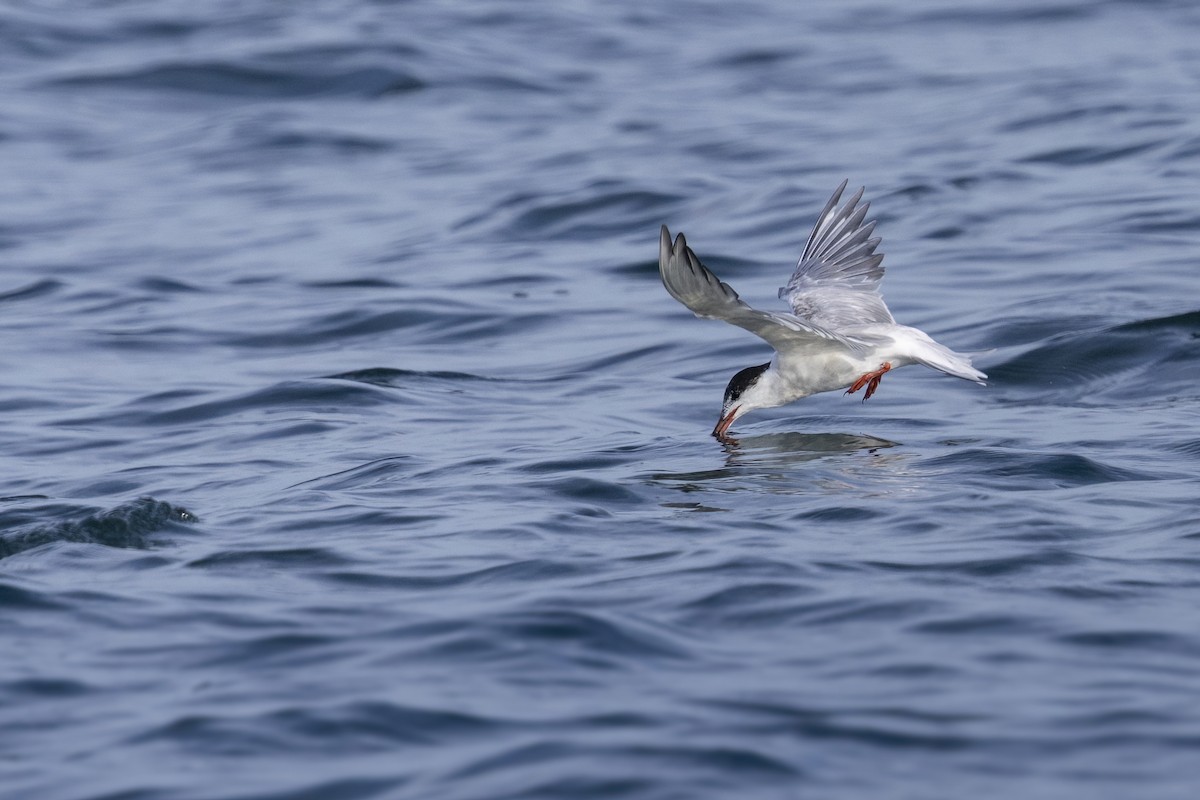 makrellterne (hirundo/tibetana) - ML638940529
