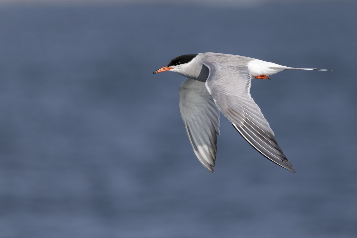 makrellterne (hirundo/tibetana) - ML638940531