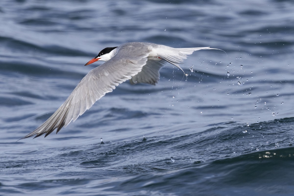 makrellterne (hirundo/tibetana) - ML638940532