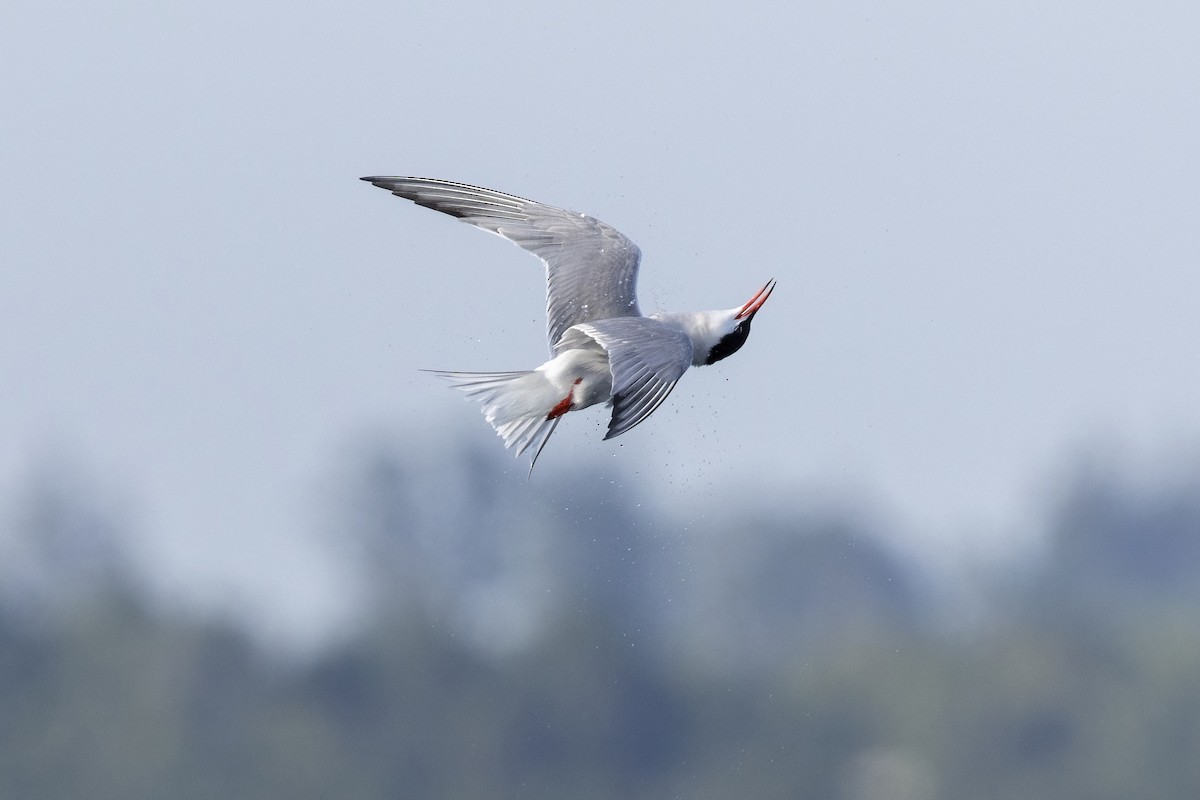 makrellterne (hirundo/tibetana) - ML638940534
