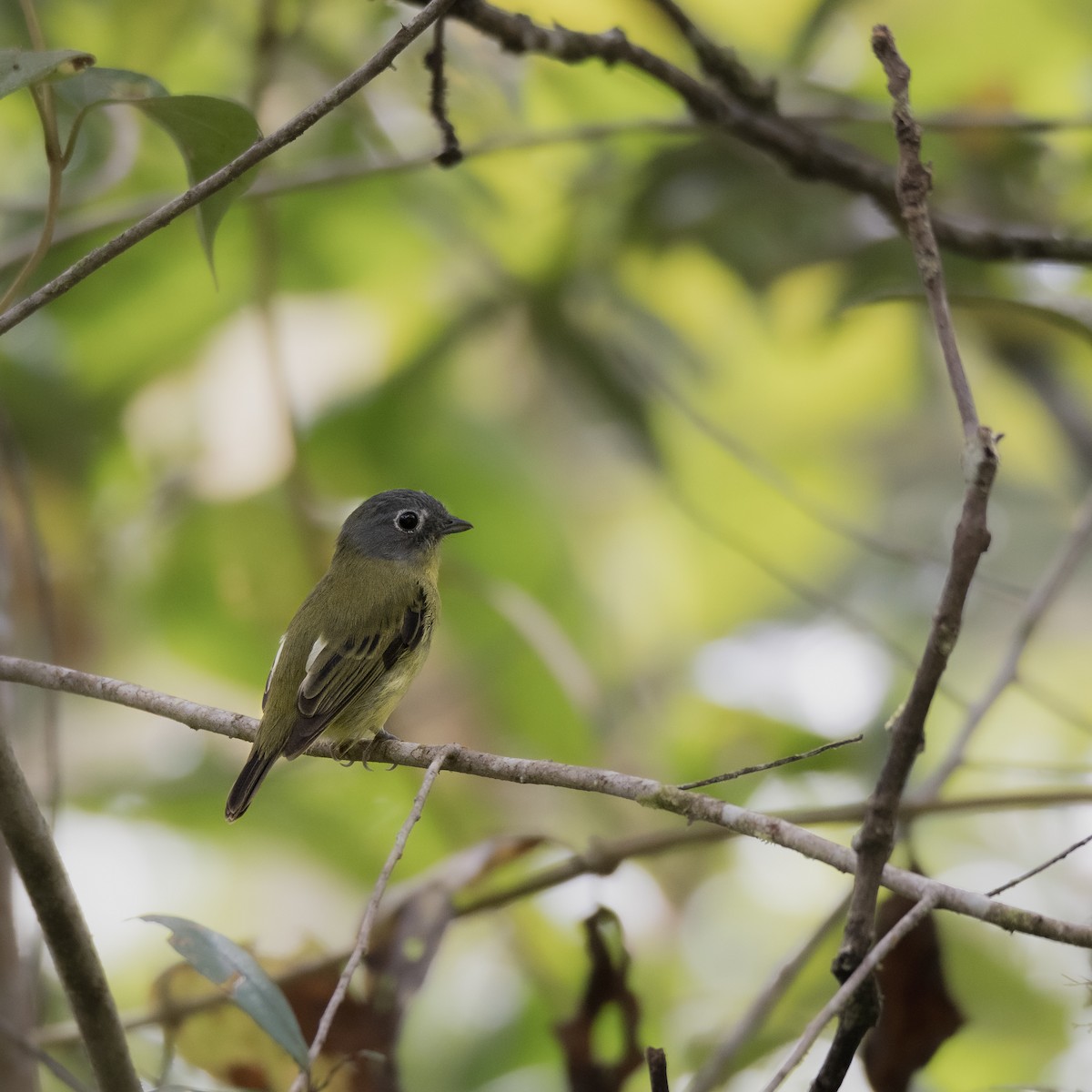 Gray-headed Piprites - ML638940554