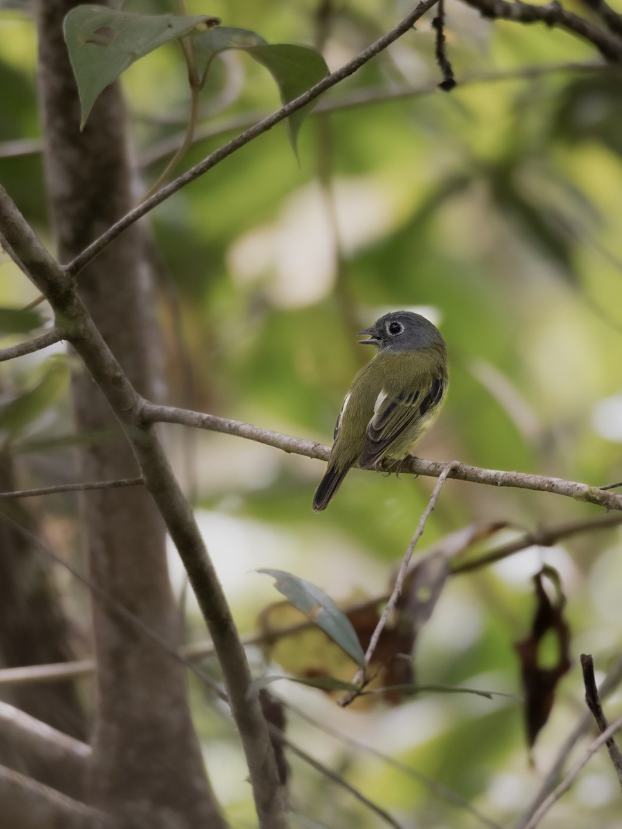 Gray-headed Piprites - ML638940555