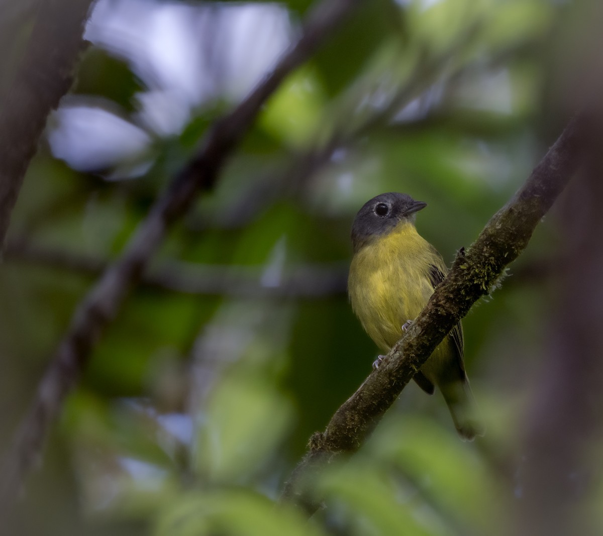 Gray-headed Piprites - ML638940556