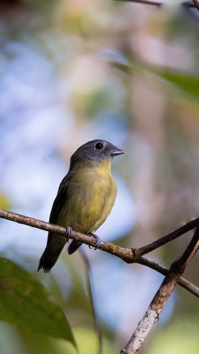 Gray-headed Piprites - ML638940569