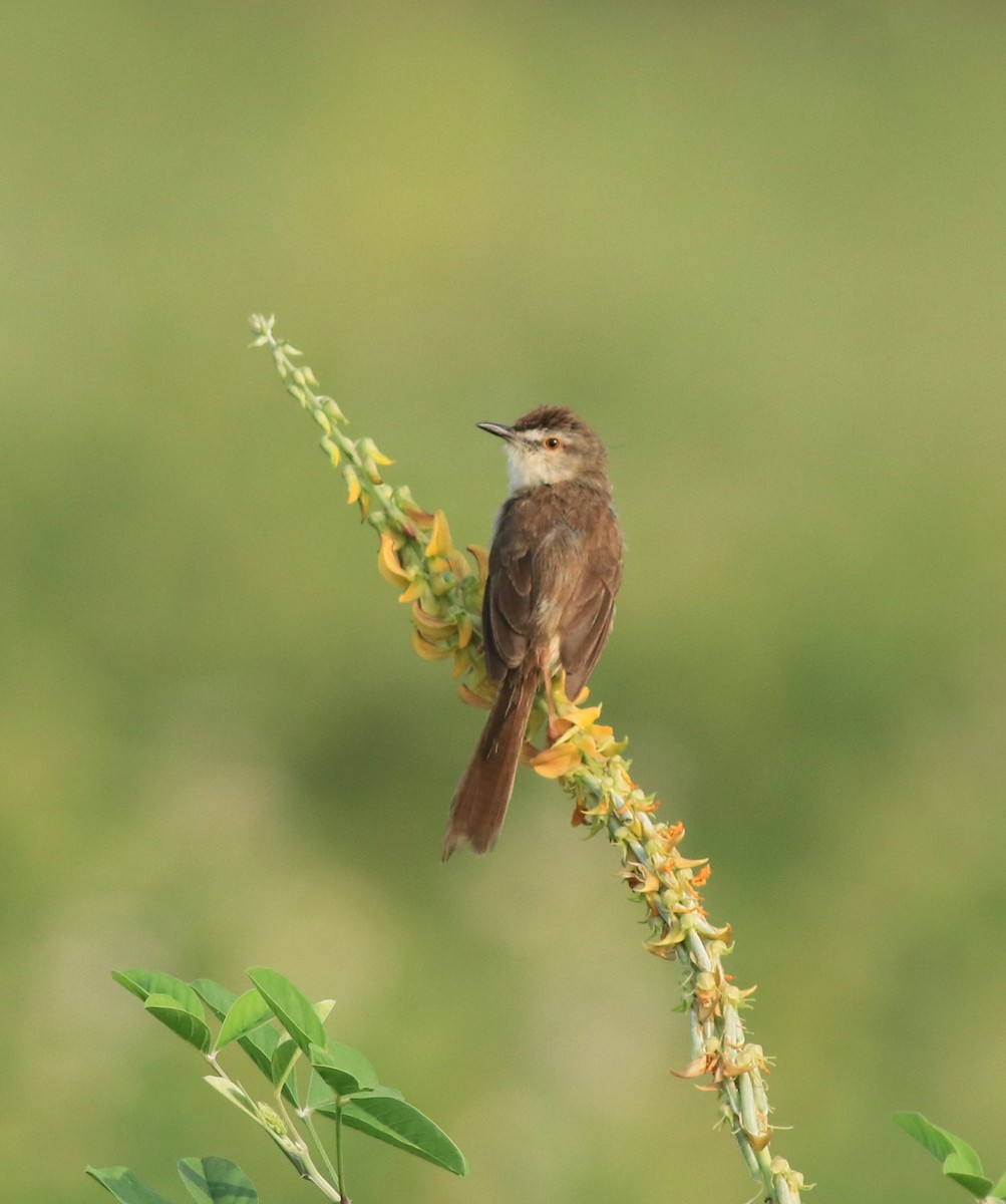 Plain Prinia - ML638940584