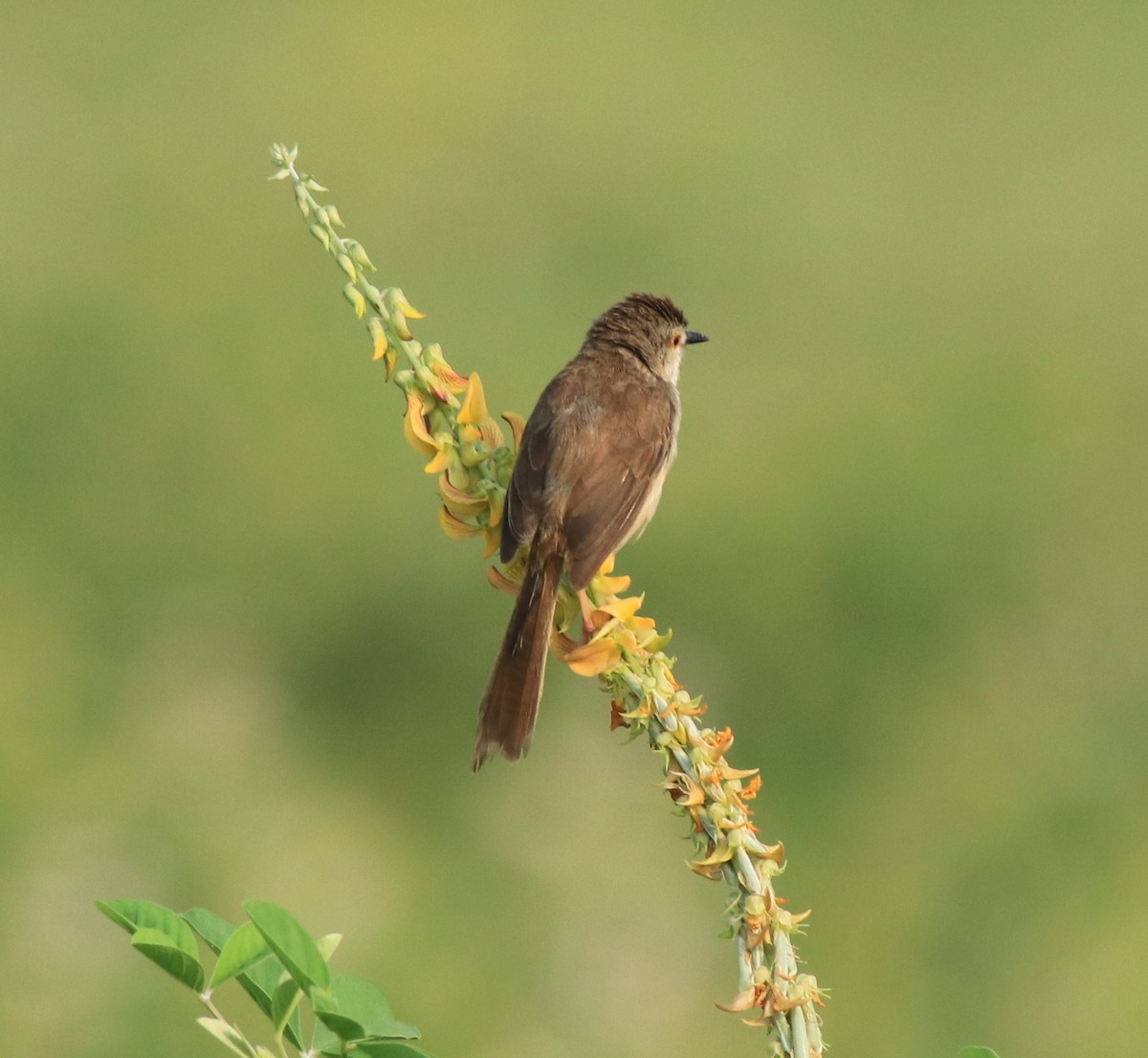 Plain Prinia - ML638940587