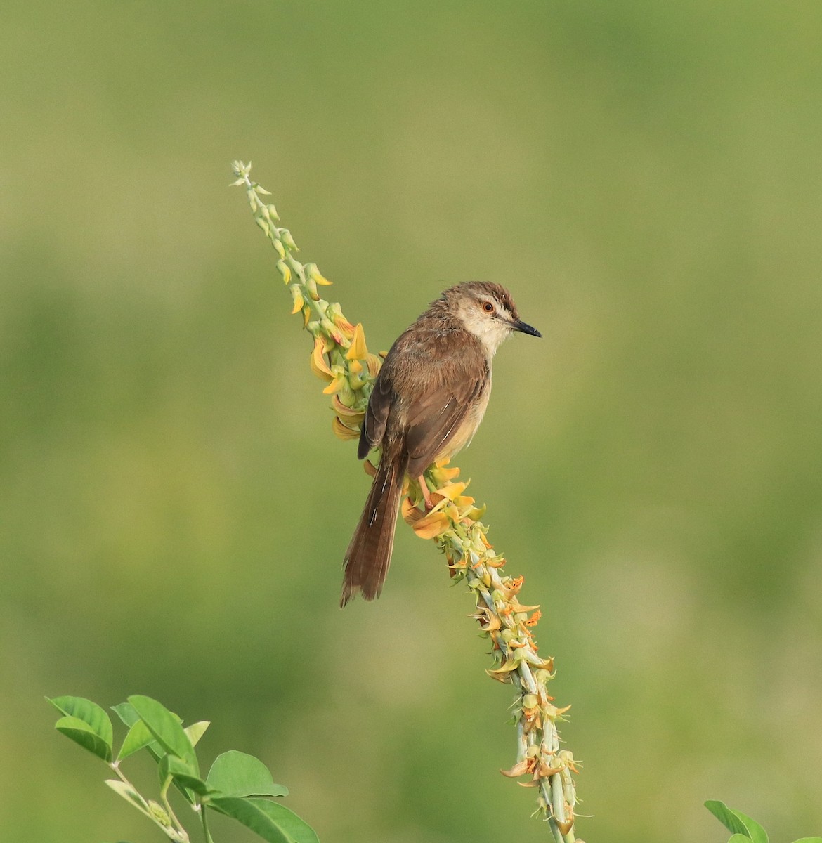 Plain Prinia - ML638940588