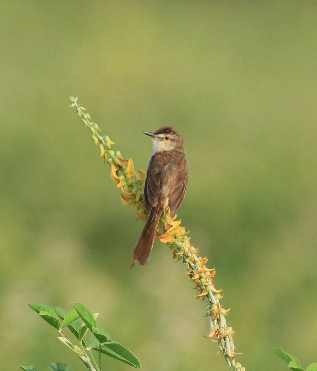 Plain Prinia - ML638940589