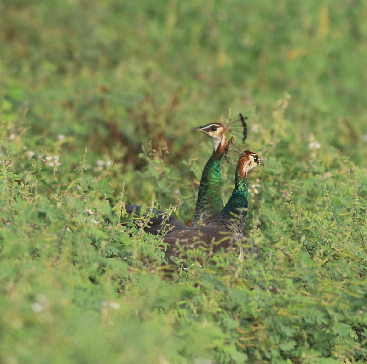 Pfau - ML638940607